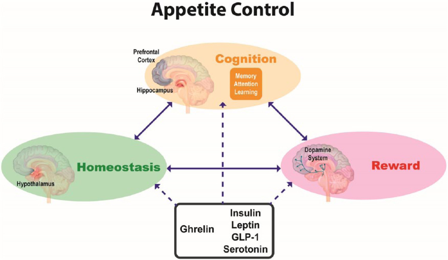 Unlocking Appetite Control: A-Ghrelin ELISA Detection Guides Researchers in Metabolic Signaling Exploration