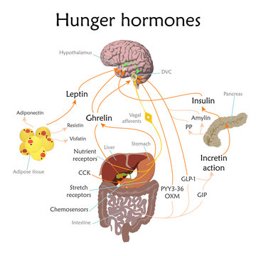  Unraveling the 'Hunger Hormone' with Insights into Appetite, Energy Balance, and Metabolic Homeostasis