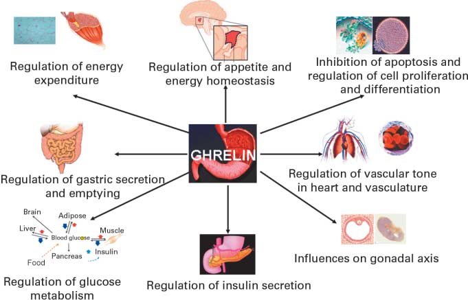 A-Ghrelin ELISA Detection Unveils Discoveries in Obesity, Diabetes, and Metabolic Disorders